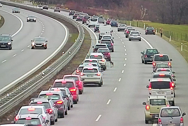 Provoz na D1 narušil pobíhající pes, policie ho dlouho naháněla