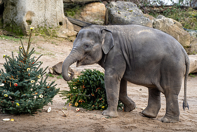 Pražská zoo se těší na nová slůňata. Vyvíjejí se dobře, mají zdravá játra i páteř