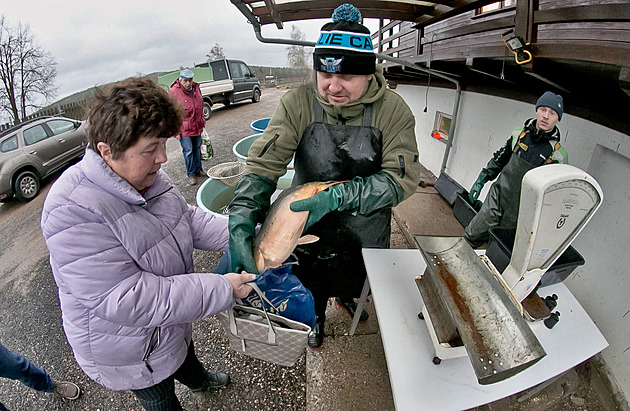 Kapři z Padrťských rybníků míří na stůl, někde budou k mání i na Štědrý den