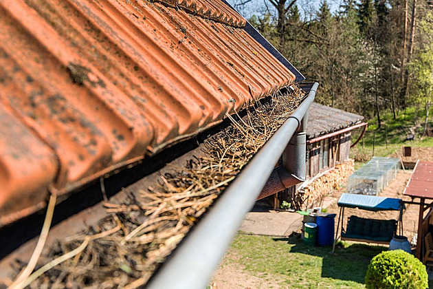 Velká borovice od sousedky nám ucpává okapy. Kdo musí vyčištění uhradit?