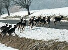 Zv pebh silnici u Lukoveku na Zlnsku.