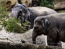 Slon indický z praské zoo si pochutnává na neprodaném vánoním stromku. (28....