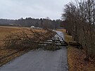 Hasii v Plzeském kraji vyjídli zejména k popadaným stromm. (21. prosince...