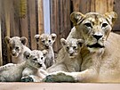 Velká radost v plzeské zoo. Devátého srpna se tam narodila vzácná tyata lva...