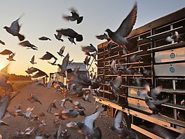 Za východu slunce odstartovalo 30 000 potovních holub z letit...