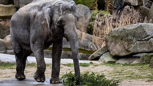Slon indick z prask zoo si pochutnv na neprodanm vnonm stromku. (28. prosince 223)