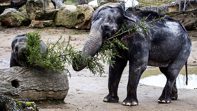 Slon indick z prask zoo si pochutnv na neprodanm vnonm stromku. (28. prosince 223)