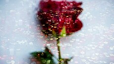 ilustra�ní snímek