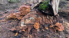 Nalezit zimních hub penízovek, které mykolog Oldich Pojezný objevil v Novém...