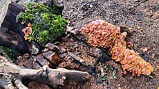 Nalezit zimních hub penízovek, které mykolog Oldich Pojezný objevil v Novém...