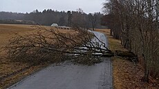 Hasii v Plzeském kraji vyjídli zejména k popadaným stromm. (21. prosince...