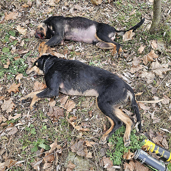 Pracovníci Technických slueb Uniov nali dva mrtvé psy.
