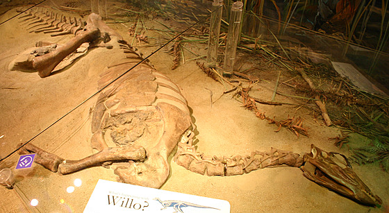 Thescelosaurus neglectus, exemplá známý jako Willo. Práv mozkovna tohoto...