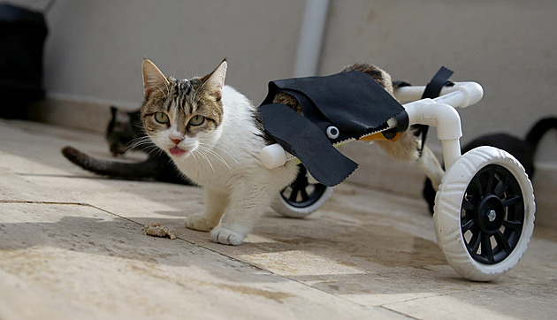 Ochrnuté kočce vyrobili chodítko z vodovodních trubek. Teď běhá o závod