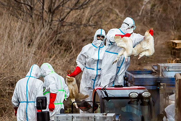 Agresivní virus ptačí chřipky vyhubil jedenáct chovů drůbeže za jediný týden