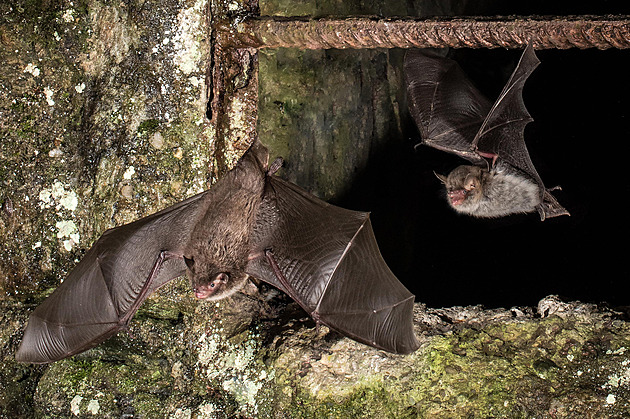 Spí jen na půl plynu, dokážou vypnout mozek. Tak vypadají zázraky přírody