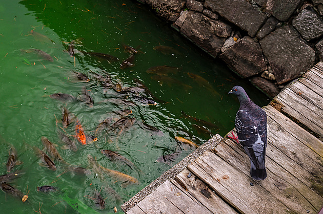 OBRAZEM: Jako balzám na duši. Vydejte se na procházku po japonských zahradách