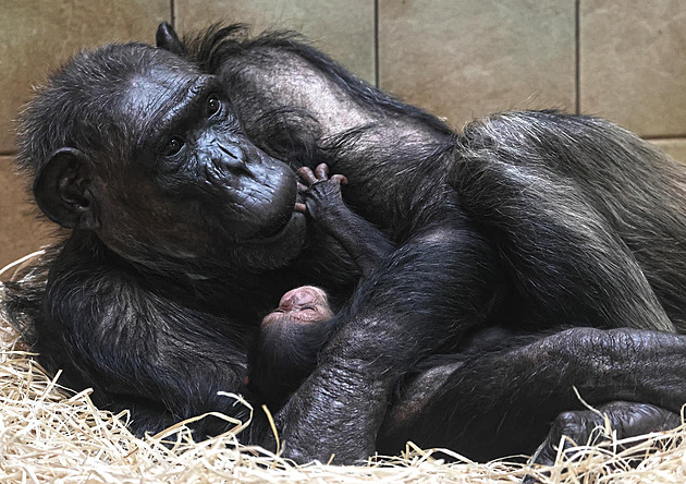 V Plzni se narodilo vzácné šimpanzí mládě, lidé ho zatím uvidí jen na fotkách