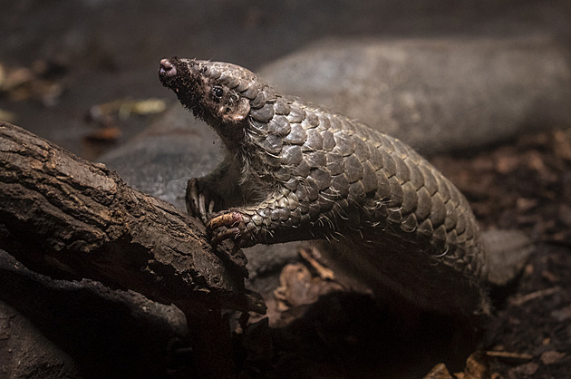 OBRAZEM: Pražská zoo představila loňská mláďata, ukázala i novorozenou gorilu