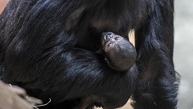 OBRAZEM: Pražská zoo představila loňská mláďata, ukázala i novorozenou gorilu