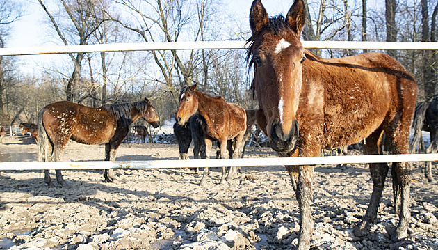 Koně zakladatele babyboxů Hesse jsou v zuboženém stavu. Zoufalí pijí svou moč