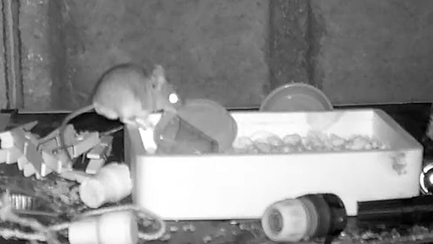 Noční kamera odhalila, že Velšanovi uklízí kůlnu myš
