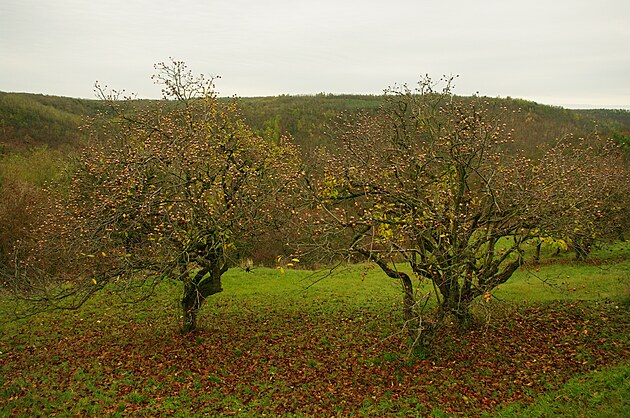 Мушмула – коричневые плоды со слегка бархатистой кожицей. Незрелый вкус…