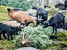 Zoo Ostrava vykupuje od prodejc vánoních stromk ty kusy, které se neprodaly....