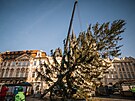 Kácení vánoního stromu na Staromstském námstí. (8. ledna 2024)