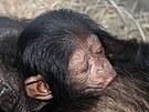 V plze�sk� zoo se narodilo vz�cn� �impanz� ml�d�. Je to same�ek.