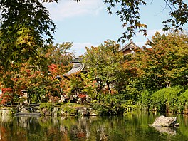 Japonsko jsme navtívili v íjnu, kdy se hvzdicovité listy javor momidi...