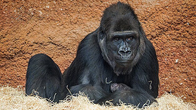 Samika Duni s novorozenm mldtem zhruba pl dne po porodu. Je nesmrn klidn a pipomn svoji matku Moju, kter se v Zoo Praha narodila jako prvn goril mld v esk republice. (3. 1. 2024)