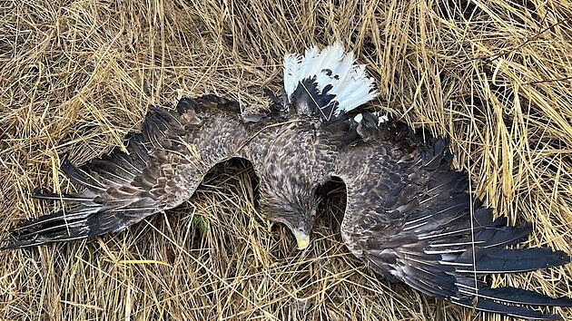 Na Vysoin se dva orli otrvili zakzanm jedem, jeden z nich uhynul. (6. ledna 2024)