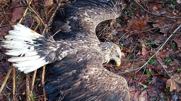 Na Vysoin se dva orli otrvili zakzanm jedem, jeden z nich uhynul. (6. ledna 2024)