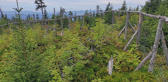 Jedno z mnoha oplocených míst s novými sazenicemi r�zných d�evin v Jeseníkách...