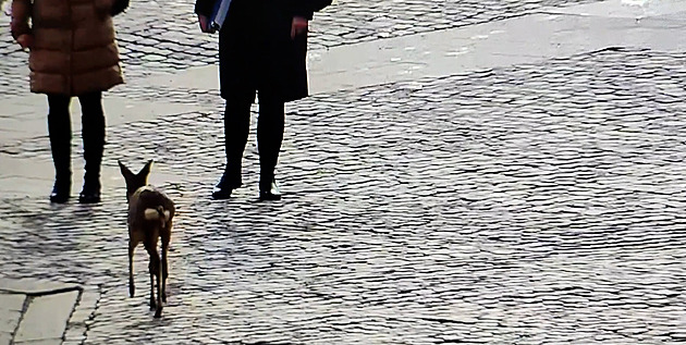 Po Budějovicích pobíhala srnka, mohla ji omámit řepka. Zasáhli strážníci