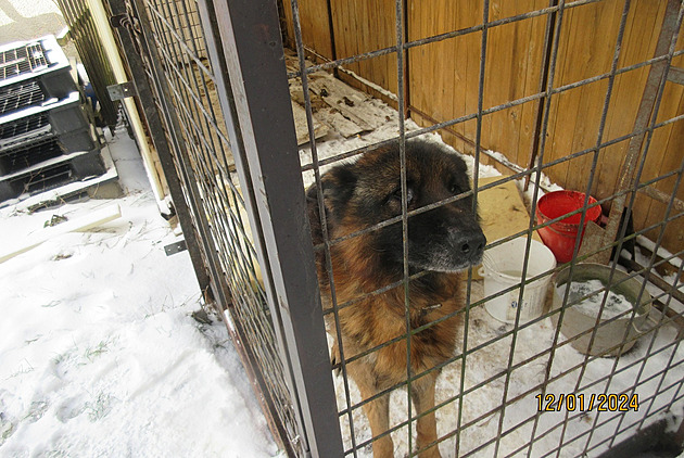 Podvyživený pes v kotci bez boudy mrznul mezi výkaly, místo vody měl kostku ledu