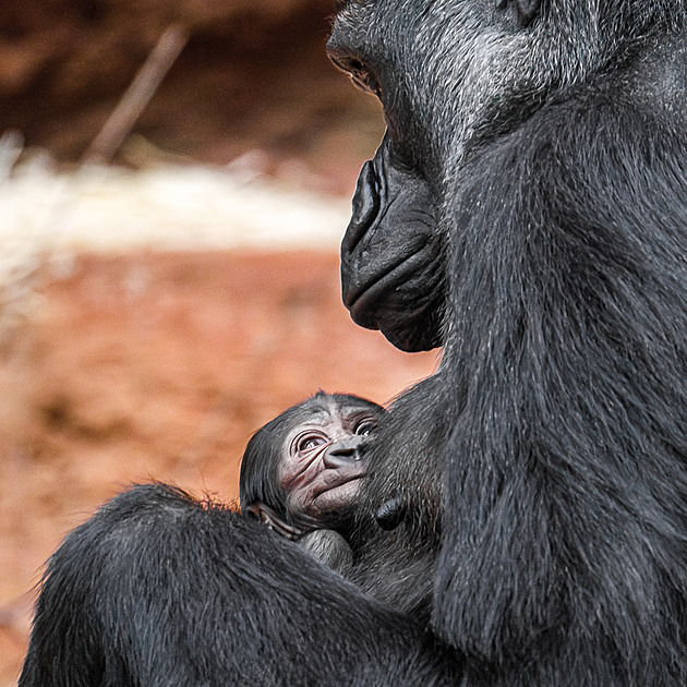 Gorilímu mláděti je týden a krásně prospívá, mladičká Duni je skvělá máma