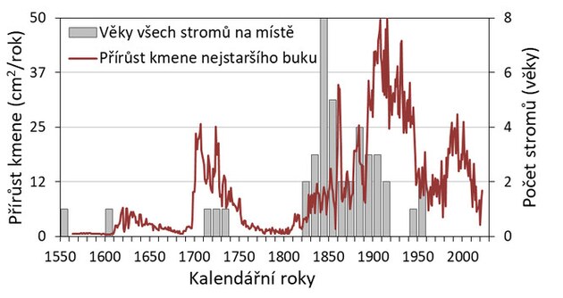 Çek Cumhuriyeti'ndeki en eski kayın ağacı Mosteck'te yetişiyor; ağaç halkaları 470 yaşın üzerinde olduğunu gösteriyor