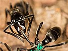 Afrití mravenci Matabele jedí pouze termity, ale jejich lovecké výpravy jsou...