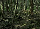 Hustému lesu na severozápadním úbo�í hory Fud�i se oficiáln� �íká Aokigahara,...