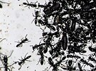 Mravenci se starají o zranného druha pomocí antibiotik