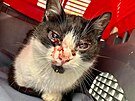 Kocour, kter� byl nalezen v Maref�ch na Vy�kovsku, m�l v t�le sedm diabolek, z...