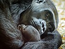 Goril� ml�d�, kter� se v Rezervaci Dja Zoo Praha narodilo 2. ledna po dev�t�...