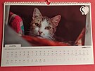 Kalend��e vydan� spolkem L�skou ke ko�k�m pro leto�n� rok pomohou sokolovsk�mu...