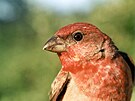Hýl rudý (Carpodacus erythrinus), druh ptáka s nejnií hladinou glukózy v krvi...