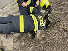 Pratí hasii zachraovali psa, který se zabhl do nory za nutrií (12....