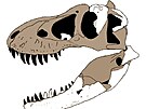 Rekonstrukce lebky nov popsaného tyranosauridního tyranosaurina druhu...