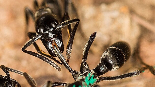 Afrit mravenci Matabele jed pouze termity, ale jejich loveck vpravy jsou nebezpen a asto utr zrann.
