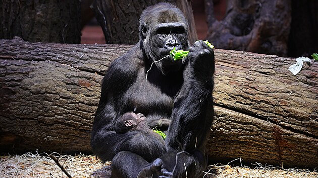 Samika Duni se svou prvorozenou dcerou, kterou zatm nepout z ruky, akoliv o ni ostatn lenov goril rodiny jev zjem a sna se j bt nablzku. 